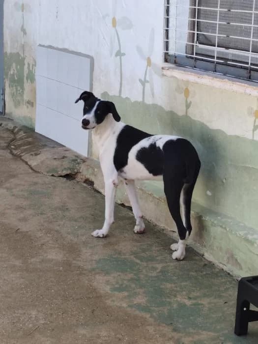 CLOE, female mixed breed for adoption at Protectora Ayamonte