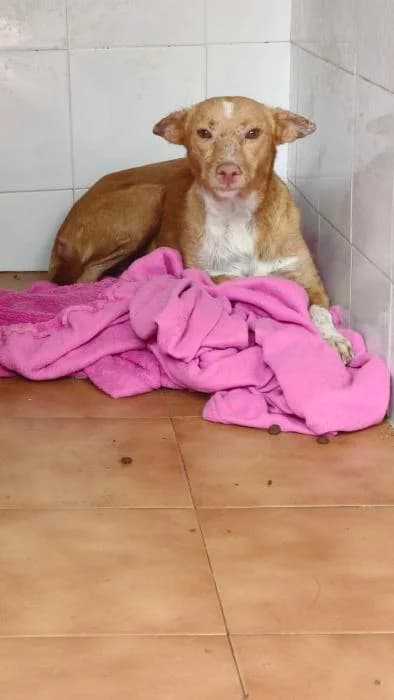 SALSA, female mixed breed for adoption at Protectora Ayamonte