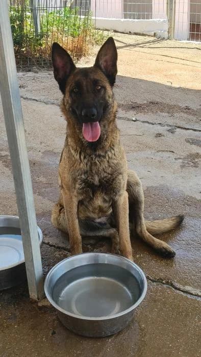 SASHA, female Belgian Malinois for adoption at Protectora Ayamonte