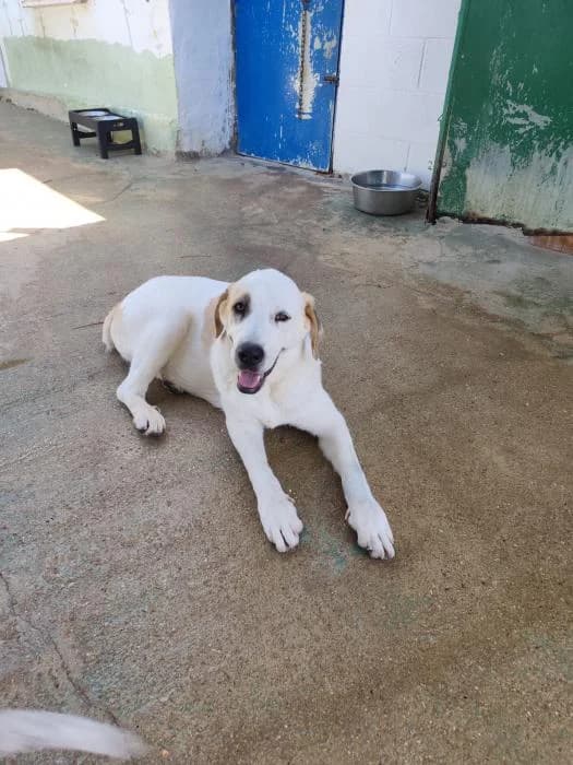 Sally, female mixed breed for adoption at Protectora Ayamonte