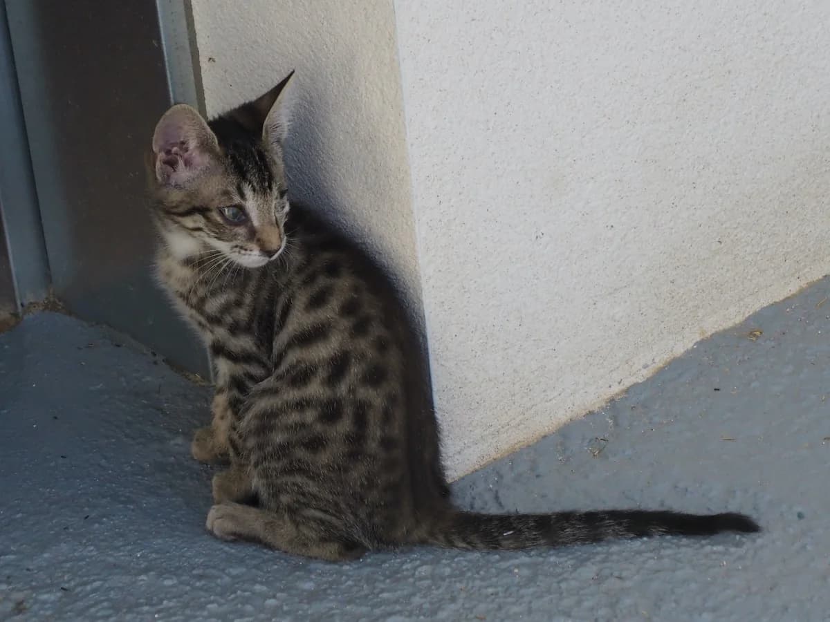 Félix, young Mixed Breed for adoption at Protectora de Cáceres