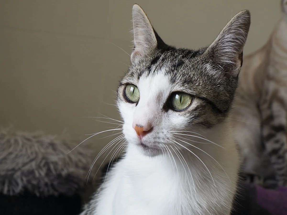 Toño, Mixed Breed for adoption at Protectora de Cáceres
