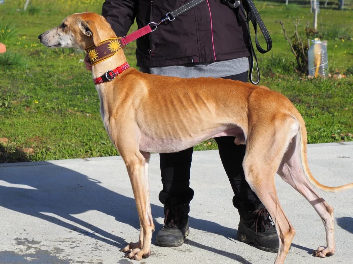 Zarro, puppy Mixed Breed for adoption at Protectora de Cáceres