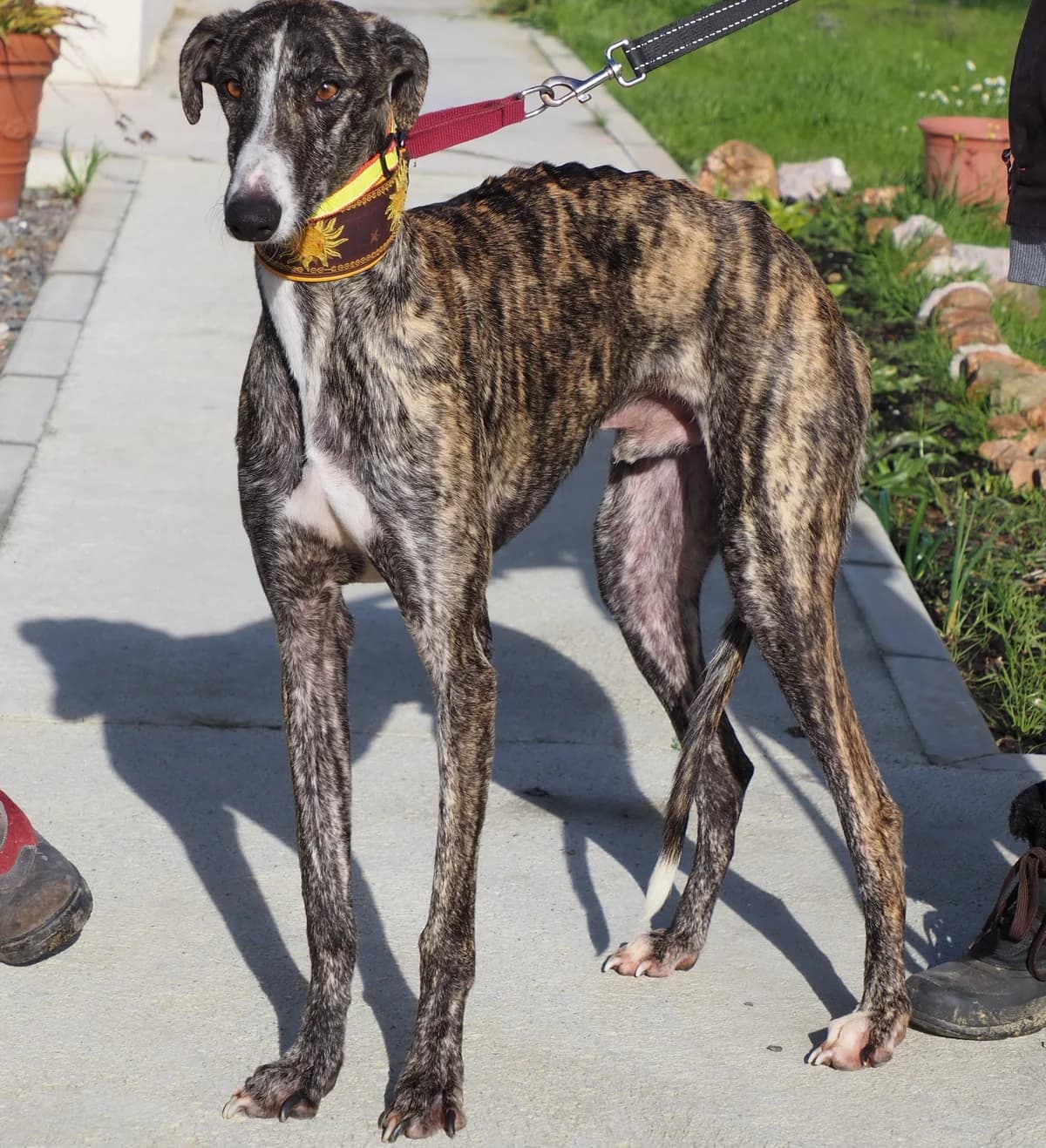 Truco, 4yo Mixed Breed for adoption at Protectora de Cáceres