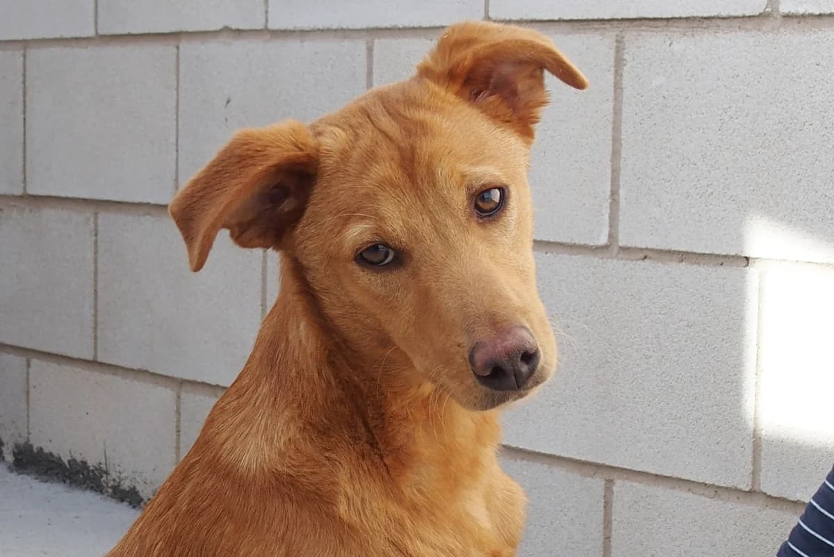 Kira, female senior Mixed Breed for adoption at Protectora de Cáceres