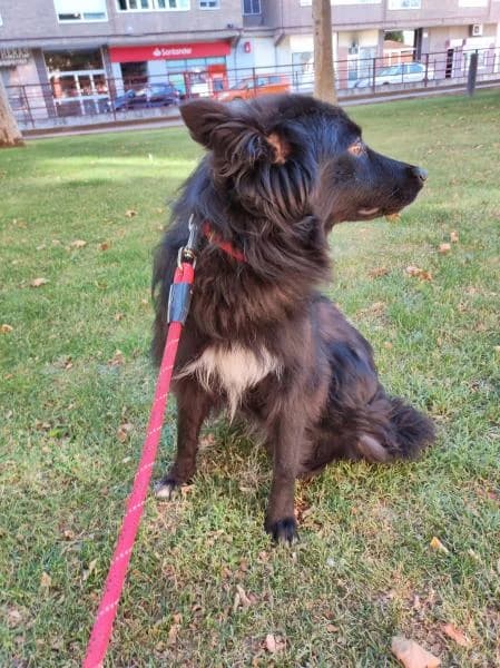 NIKA, female 4yo Border Collie for adoption at Protectora Defensa Animal Palentina