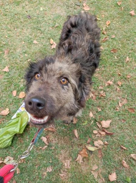 BINGO, male 4yo Mixed Breed for adoption at Protectora Defensa Animal Palentina