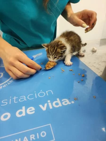 MANGO, female 3yo European Shorthair for adoption at Protectora Defensa Animal Palentina