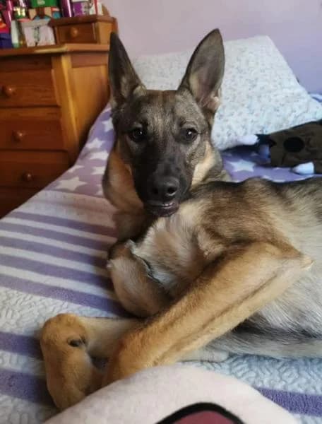 MOA, female 5yo Mixed Breed for adoption at Protectora de Palencia