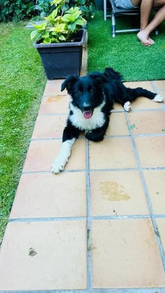 OMEGA, male 4yo mixed breed for adoption at Protectora Defensa Animal Palentina