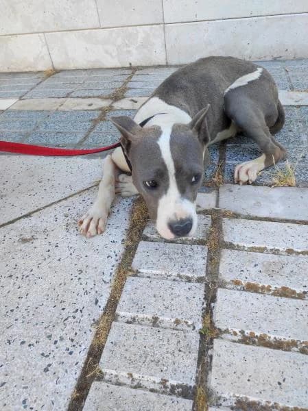 BOA, female 4yo American Staffordshire Terrier for adoption at Protectora Defensa Animal Palentina