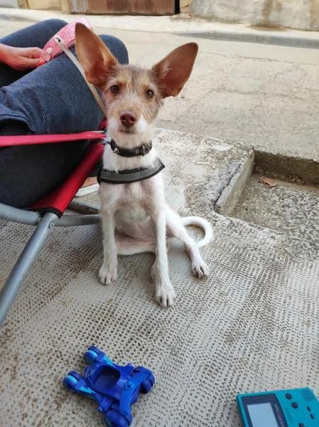 YOKO, female 4yo Mixed Breed for adoption at Protectora de Palencia