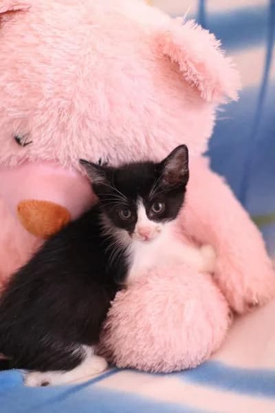 CLARK, male 3yo European Shorthair for adoption at Protectora Defensa Animal Palentina