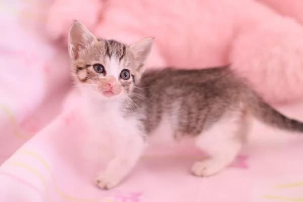 KARA, female 3yo European Shorthair for adoption at Protectora Defensa Animal Palentina