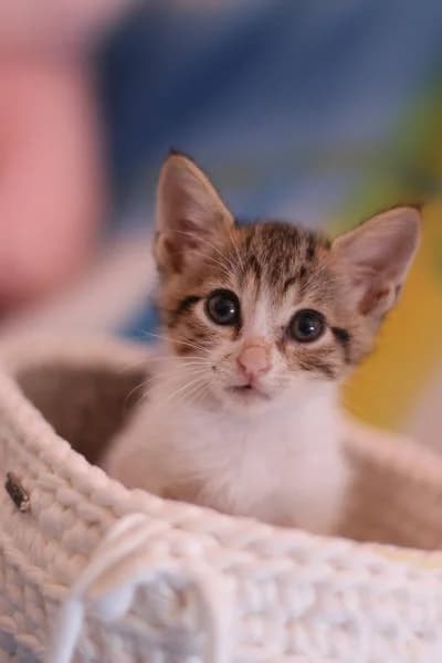 CONNER, male 3yo European Shorthair for adoption at Protectora Defensa Animal Palentina