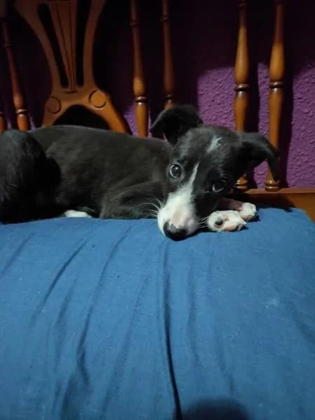 MARTHA, female 3yo Mixed Breed for adoption at Protectora Defensa Animal Palentina