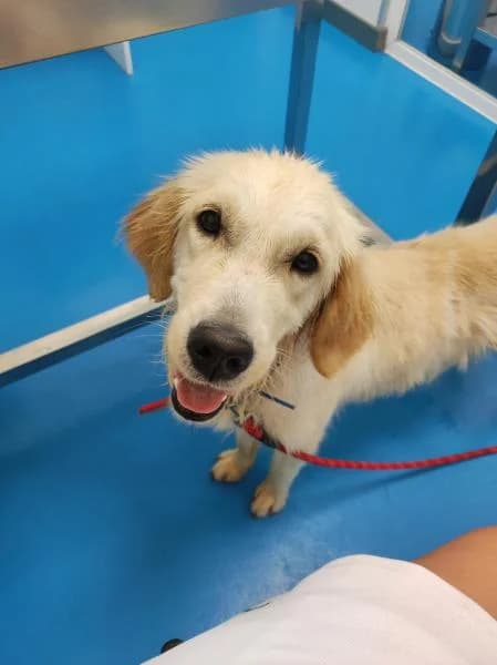 MIERCOLES - NO DISPONIBLE DE MOMENTO, female 3yo Golden Retriever for adoption at Protectora Defensa Animal Palentina