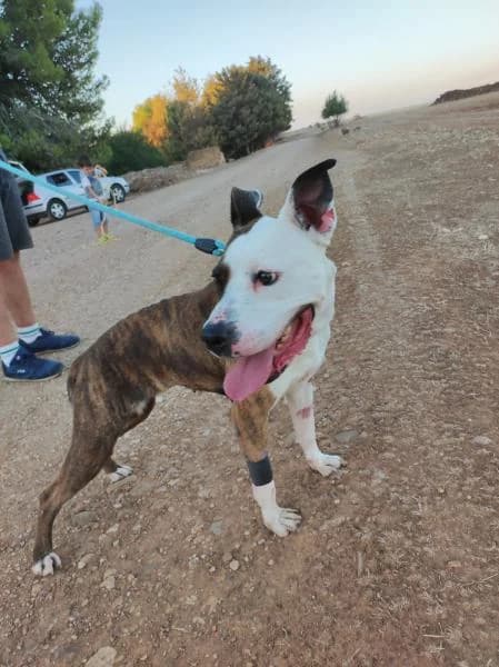 EDERRA, male 4yo Pit Bull Terrier for adoption at Protectora Defensa Animal Palentina
