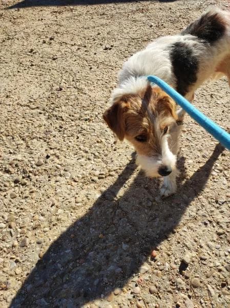 NOA, female 6yo mixed breed for adoption at Protectora Defensa Animal Palentina