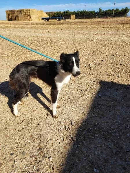 MAYA, female 4yo Border Collie for adoption at Protectora Defensa Animal Palentina