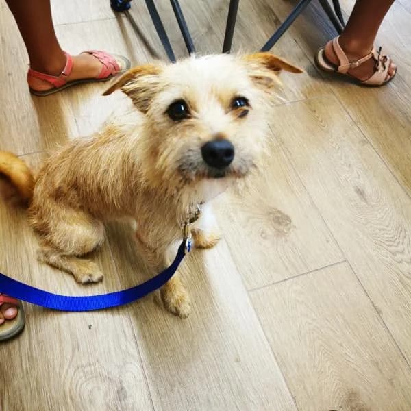 NINO, male 5yo Mixed Breed for adoption at Protectora de Palencia