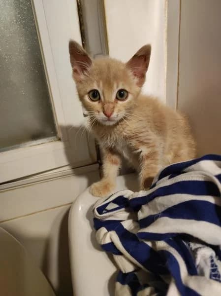 BANANA, female 3yo European Shorthair for adoption at Protectora Defensa Animal Palentina