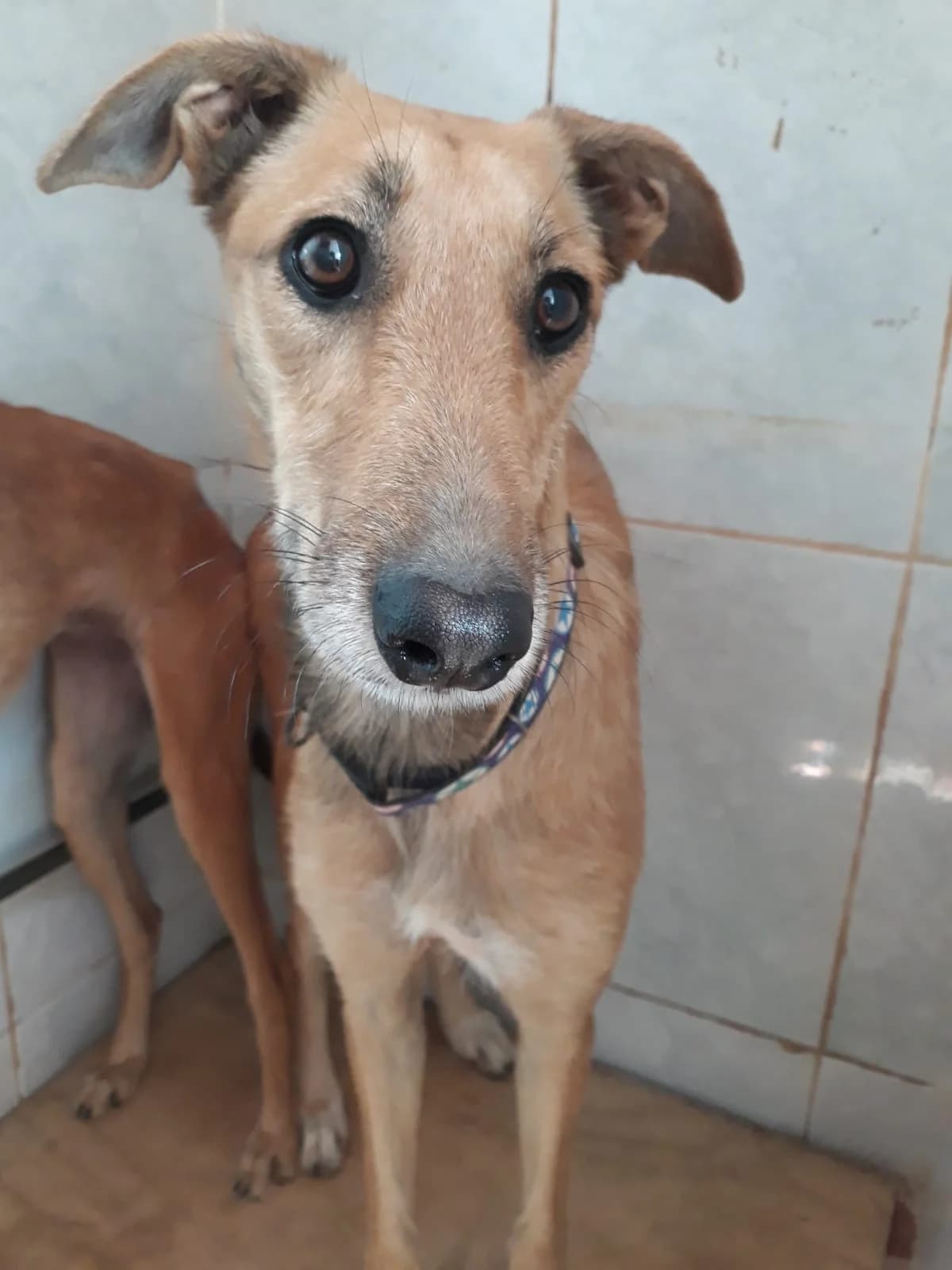 MAYA, female 7yo Mixed Breed for adoption at Protectora El Cau