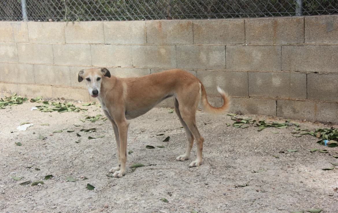 LUNA, female 7yo Mixed Breed for adoption at Protectora El Cau