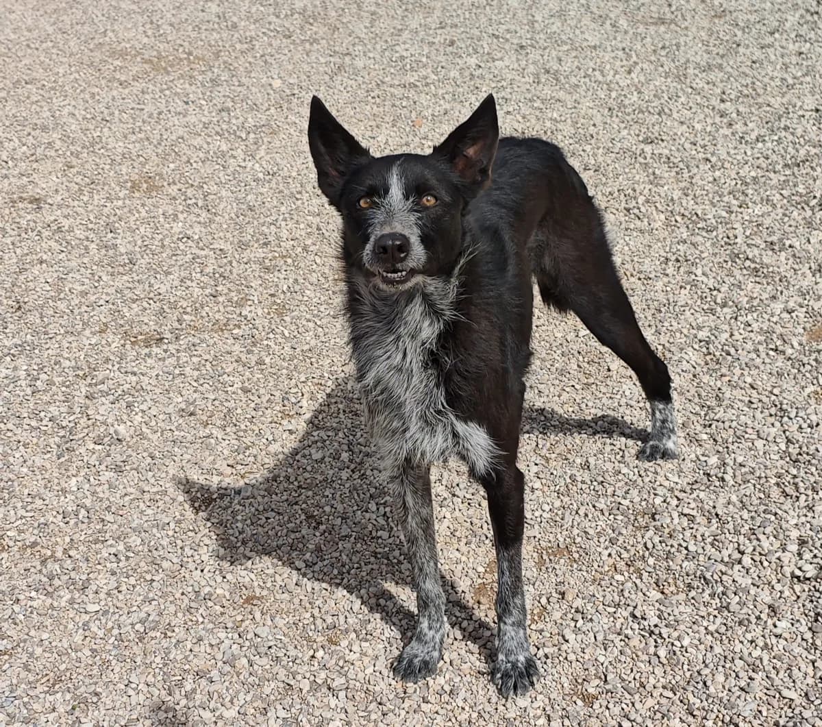 FOSCA, female 7yo Mixed Breed for adoption at Protectora El Cau