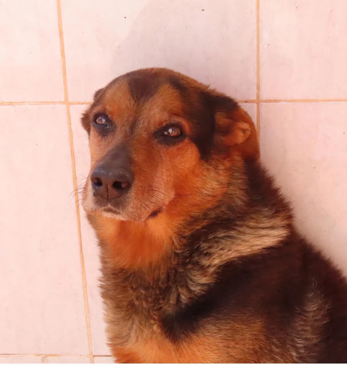 CUTTER, male senior Mixed Breed for adoption at Protectora El Cau