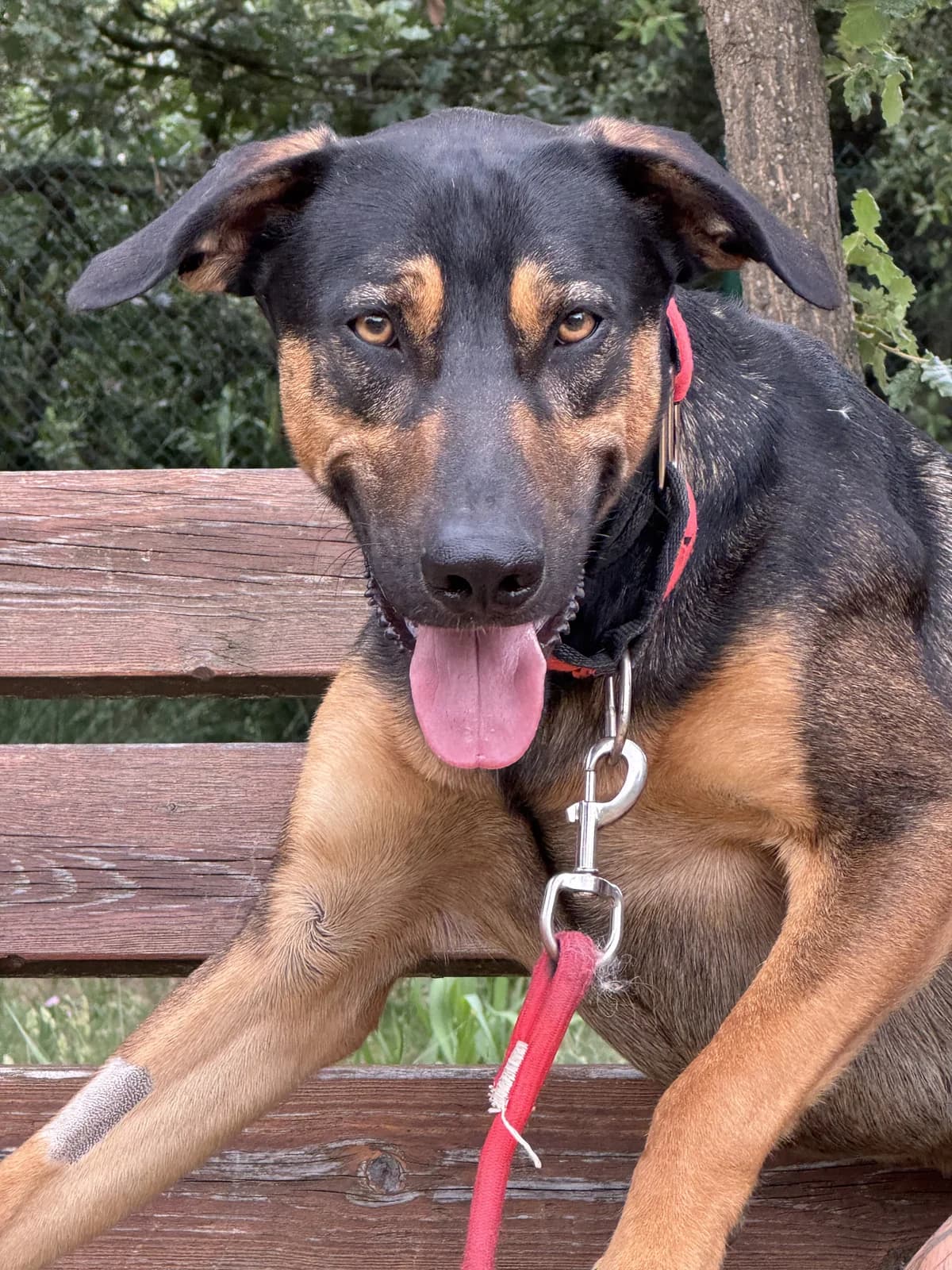 Venus, Mixed Breed for adoption at Protectora d