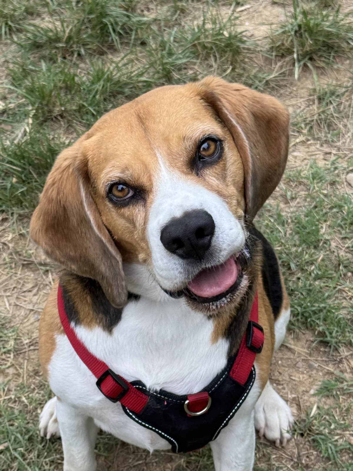 MAX, Mixed Breed for adoption at Protectora d
