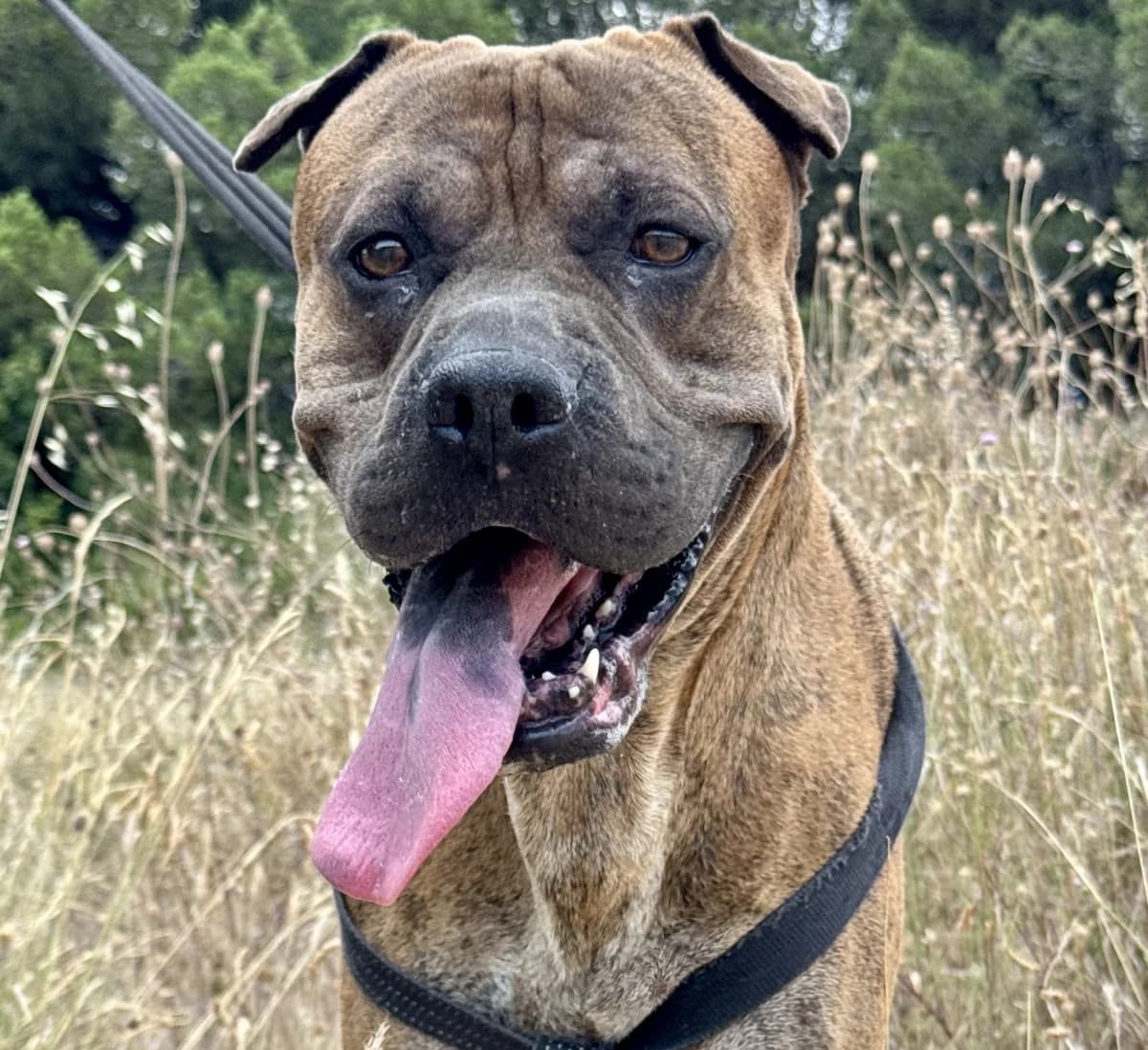 Luck, Mixed Breed for adoption at Protectora d