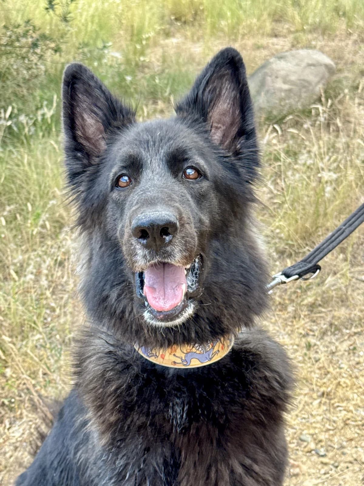 Dollar, Mixed Breed for adoption at Protectora d