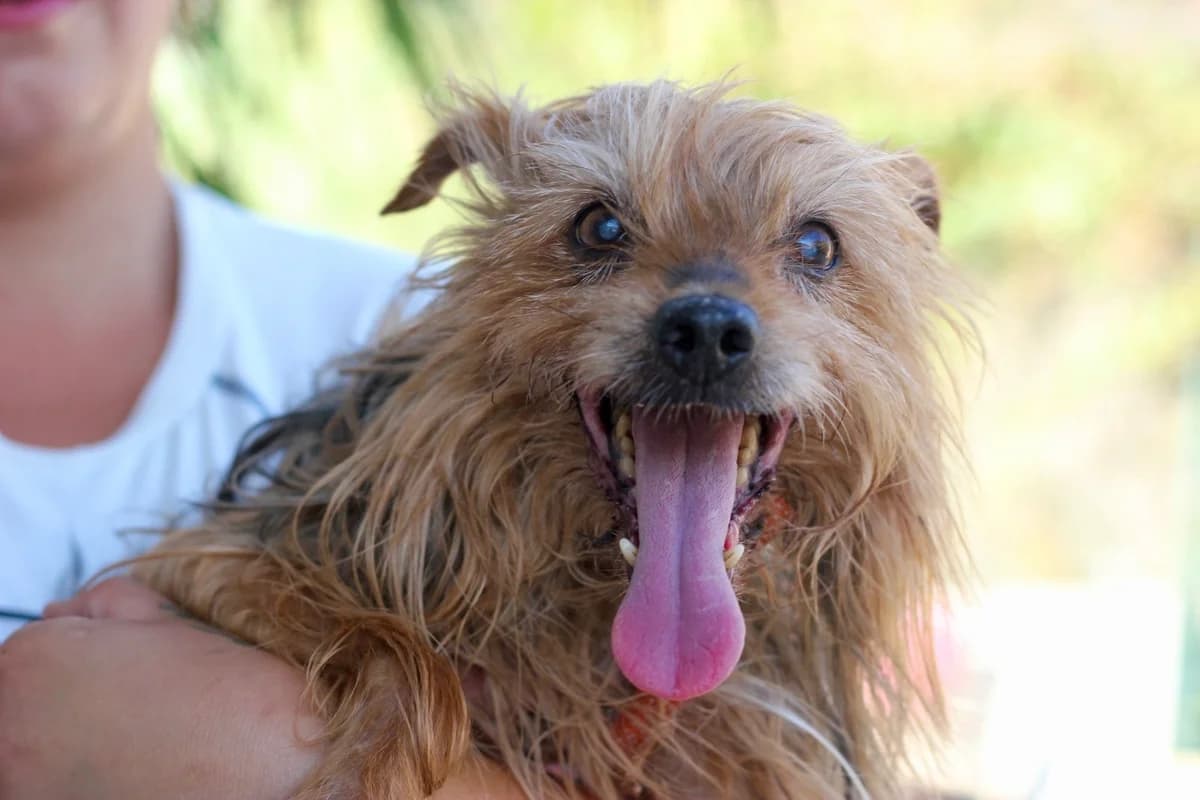 Rex t, senior Mixed Breed for adoption at Protectora d