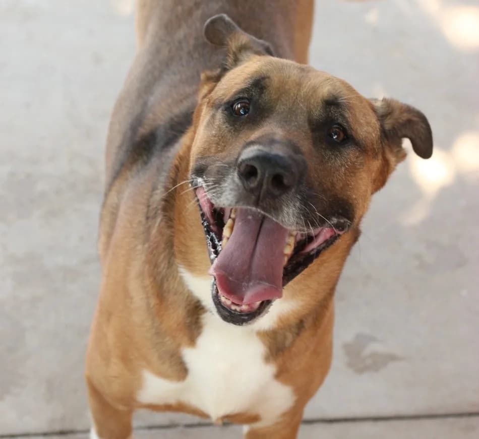 MOE, Mixed Breed for adoption at Protectora d