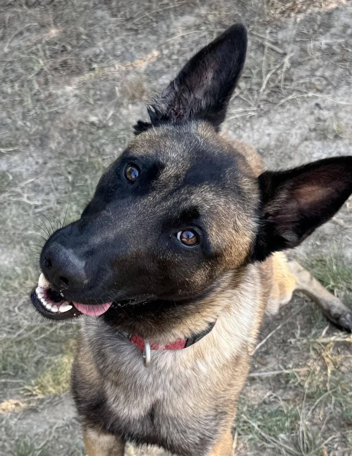 MAX, Mixed Breed for adoption at Protectora d