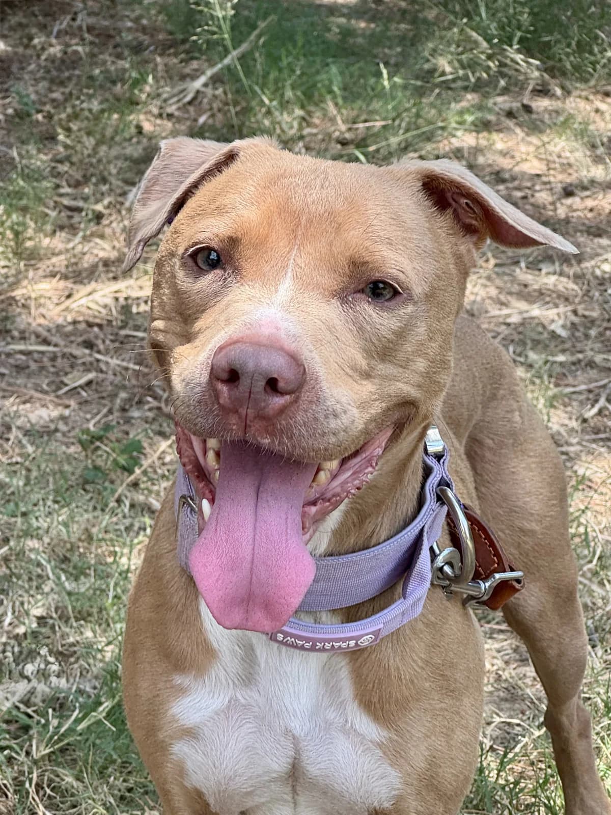 Foca, Mixed Breed for adoption at Protectora d