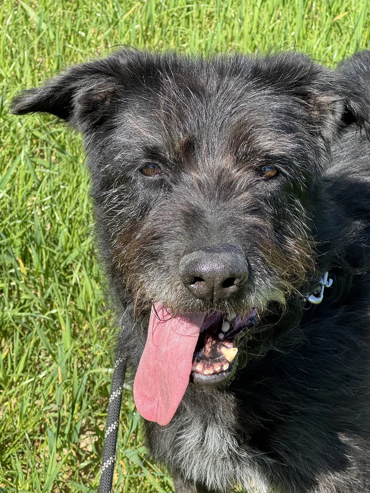Blues, senior Mixed Breed for adoption at Protectora d