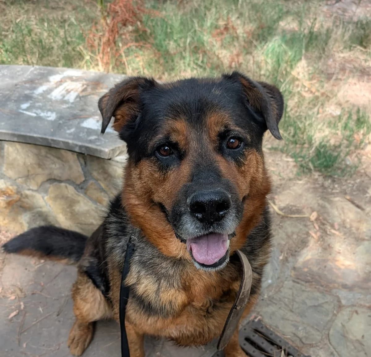 Nasut, 6yo Mixed Breed for adoption at Protectora d