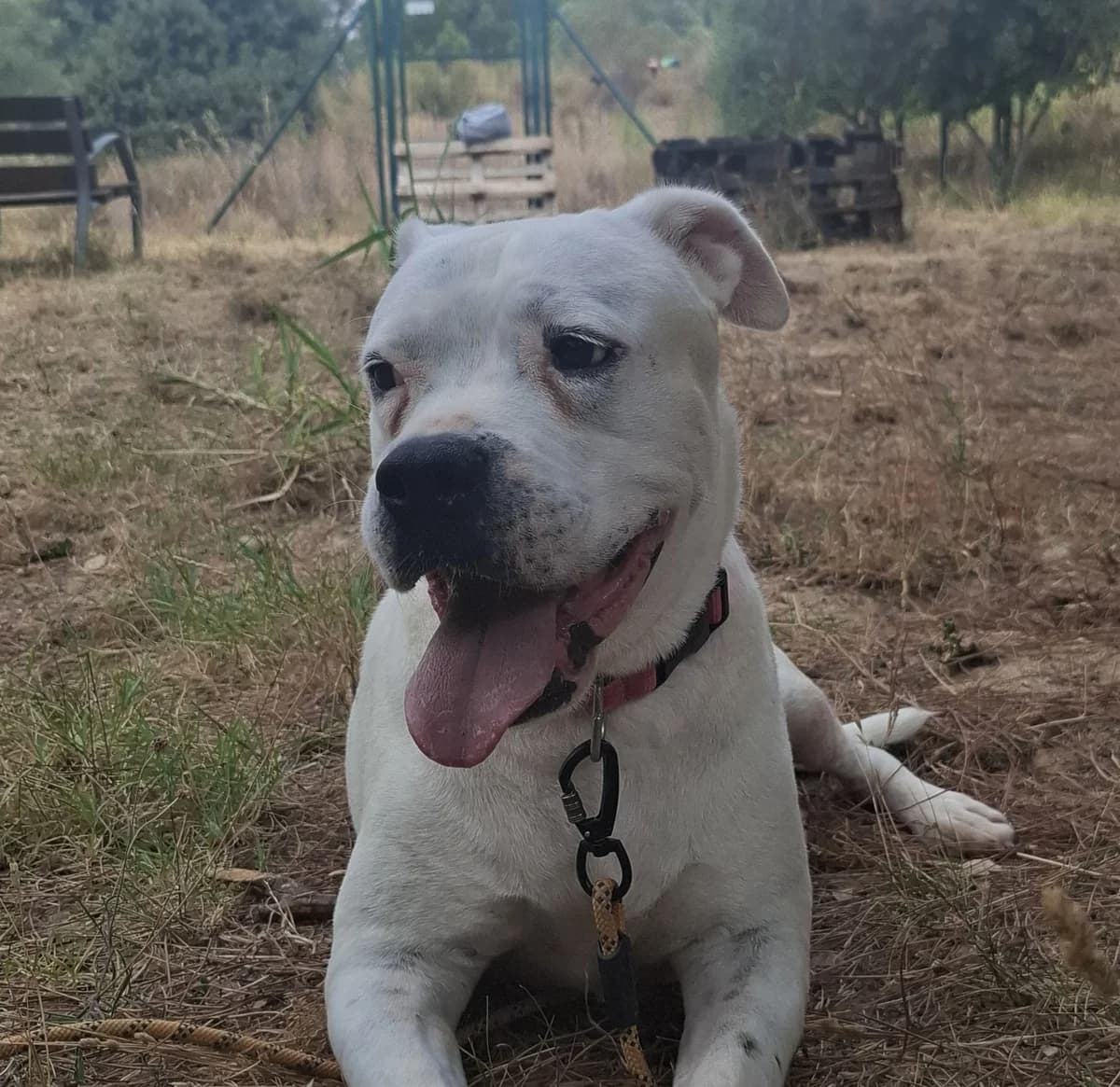 Odin, Mixed Breed for adoption at Protectora d