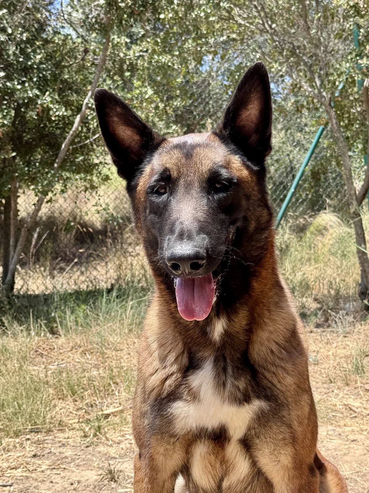 Adler, Mixed Breed for adoption at Protectora d