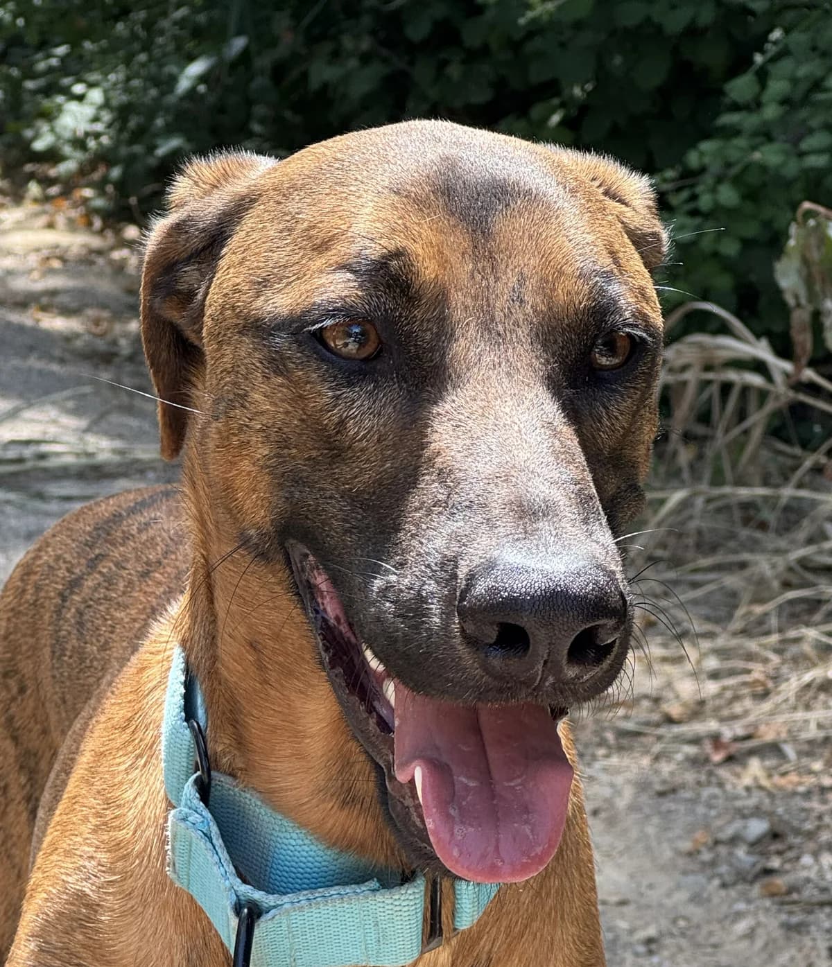 Mercurio, Mixed Breed for adoption at Protectora d