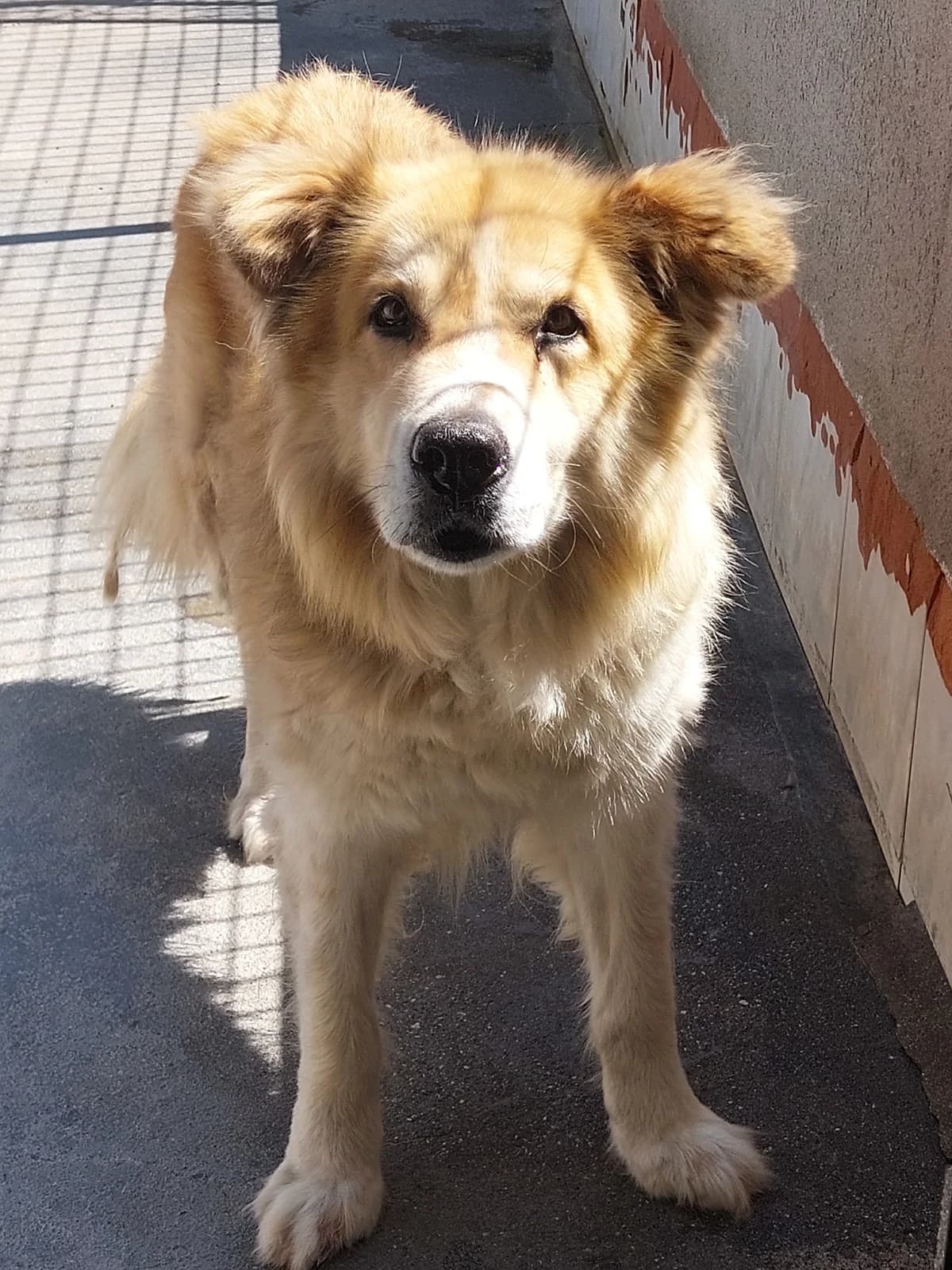 BRUNO, Mixed Breed for adoption at Protectora de Lugo