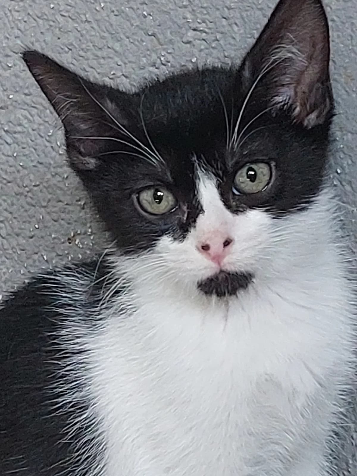 Chusquito 2, Mixed Breed for adoption at Protectora de Lugo