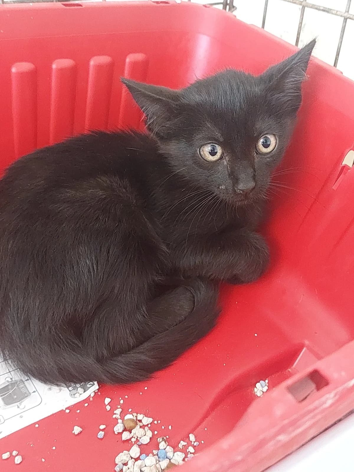 FUS 2, Mixed Breed for adoption at Protectora de Lugo
