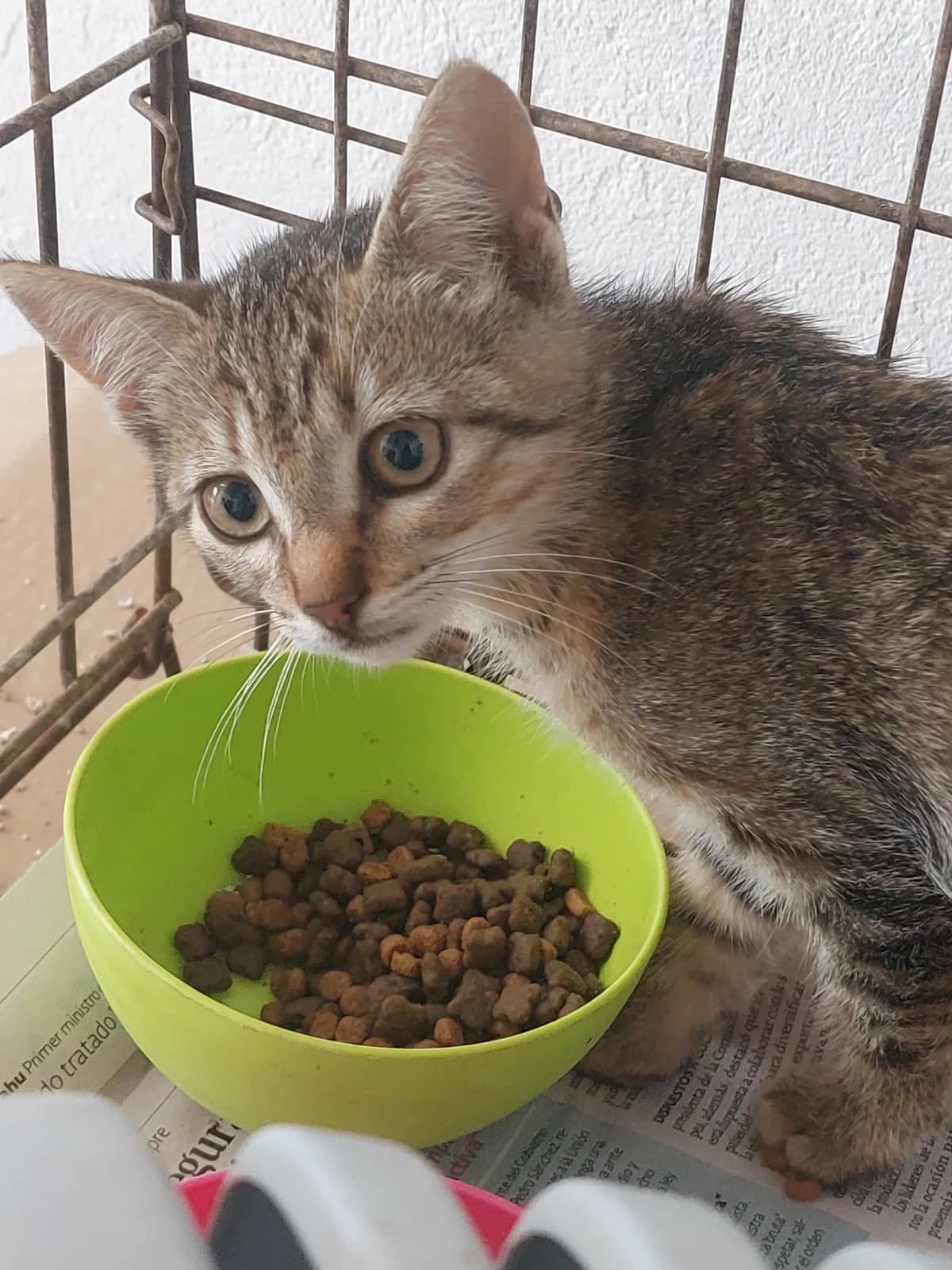 Fus 3, Mixed Breed for adoption at Protectora de Lugo