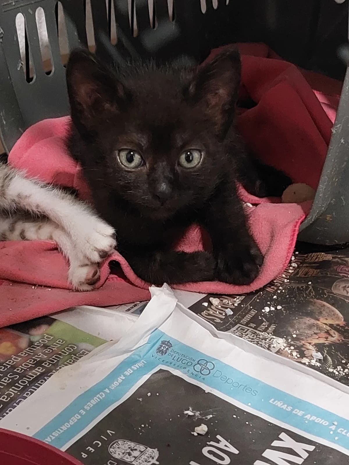 Lacasita, Mixed Breed for adoption at Protectora de Lugo