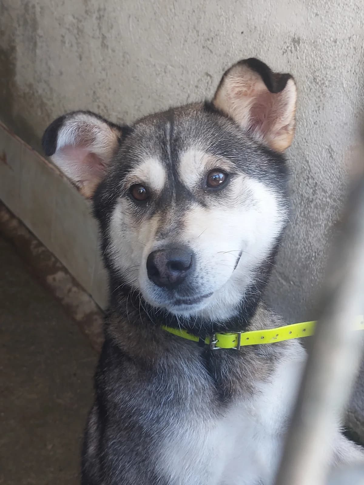 LISA, Mixed Breed for adoption at Protectora de Lugo