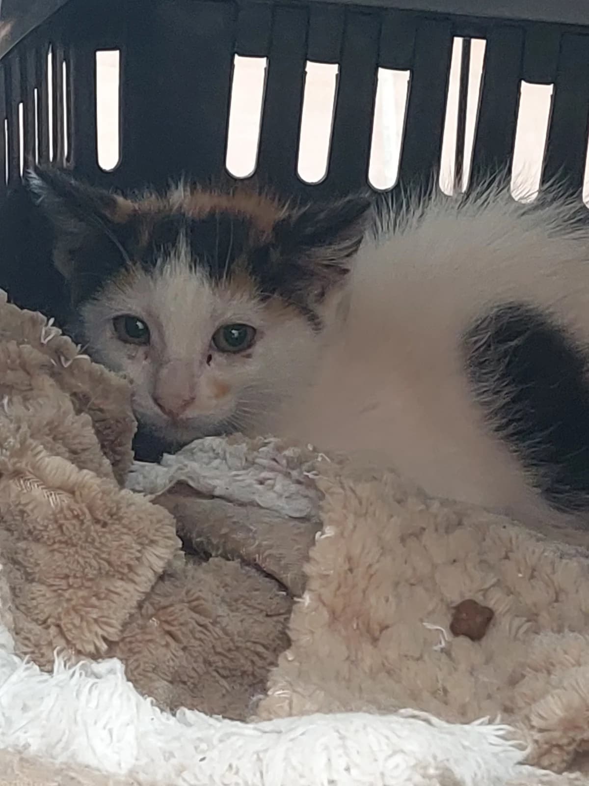 MILICHA, Mixed Breed for adoption at Protectora de Lugo